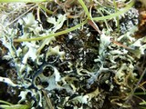 Xanthoparmelia wyomingica image