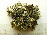 Xanthoparmelia wyomingica image