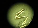 Xanthoparmelia wyomingica image