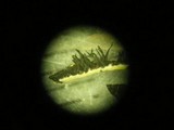 Xanthoparmelia wyomingica image