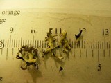 Xanthoparmelia wyomingica image