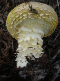 Floccularia luteovirens f. luteovirens image