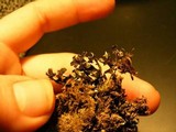 Xanthoparmelia wyomingica image