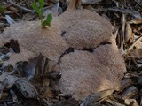Fuligo septica image