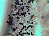 Panaeolus cyanescens image