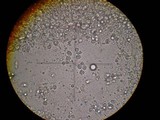 Mycena abramsii image