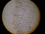 Verpa conica image