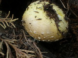 Floccularia luteovirens f. luteovirens image