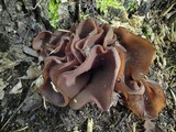 Peziza phyllogena image