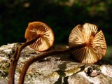 Rhizomarasmius pyrrhocephalus image