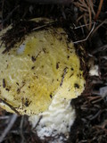 Floccularia luteovirens f. luteovirens image