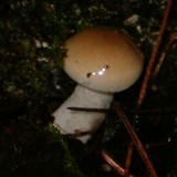 Hygrophorus pudorinus image