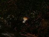 Hygrophorus pudorinus image