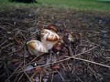 Hohenbuehelia petaloides image
