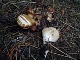 Hohenbuehelia petaloides image