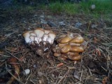 Hohenbuehelia petaloides image