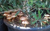Gymnopilus luteofolius image