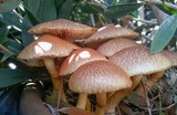 Gymnopilus luteofolius image