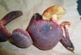 Gymnopilus luteofolius image
