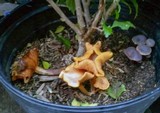 Gymnopilus luteofolius image
