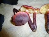 Gymnopilus luteofolius image