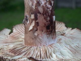 Russula dissimulans image