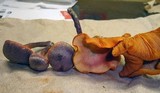 Gymnopilus luteofolius image