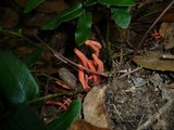 Clavulinopsis sulcata image