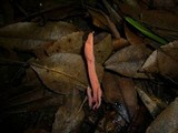 Clavulinopsis sulcata image