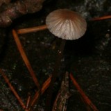 Mycena subcaerulea image