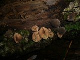Lycoperdon purpurascens image