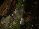 Lycoperdon purpurascens image