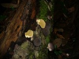 Lycoperdon purpurascens image