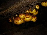 Pholiota jahnii image