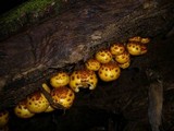 Pholiota jahnii image