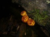 Pholiota jahnii image