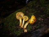Pholiota jahnii image