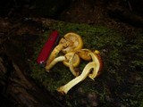 Pholiota jahnii image