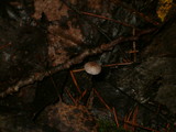 Mycena subcaerulea image