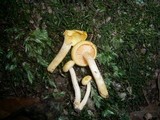 Hygrophorus involutus image