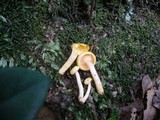 Hygrophorus involutus image