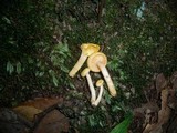 Hygrophorus involutus image