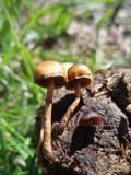 Psilocybe coprophila image