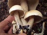 Macrocybe titans image
