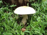 Macrocybe titans image