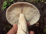 Macrocybe titans image