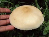 Macrocybe titans image