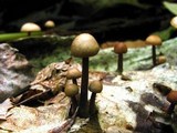 Gymnopus semihirtipes image