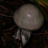 Cortinarius alboviolaceus image