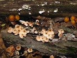Gymnopus semihirtipes image
